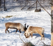 2019 02 21 MNNewZoo 011